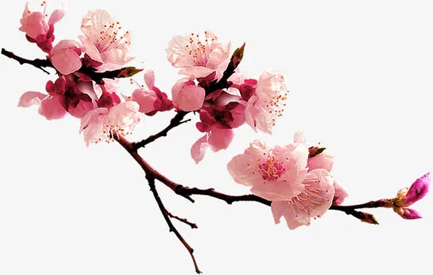 中国风高清桃花花朵免抠