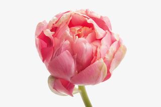 大马士革玫瑰免抠