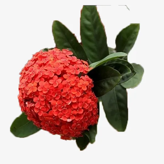 大红色绣球花免抠
