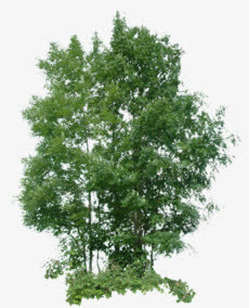 树免抠