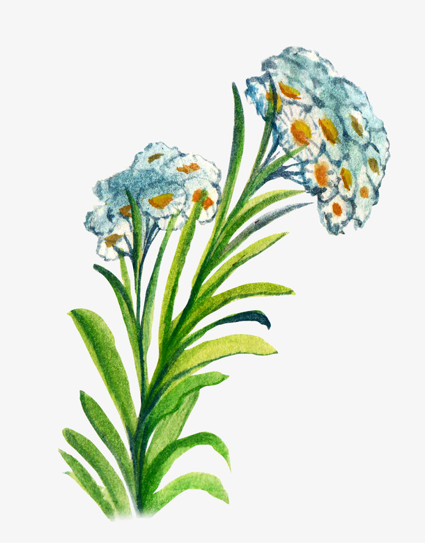 手绘菊花免抠
