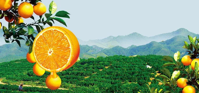 水果脐橙淘宝背景高清