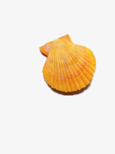 贝壳免抠
