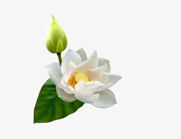 荷花花苞免抠