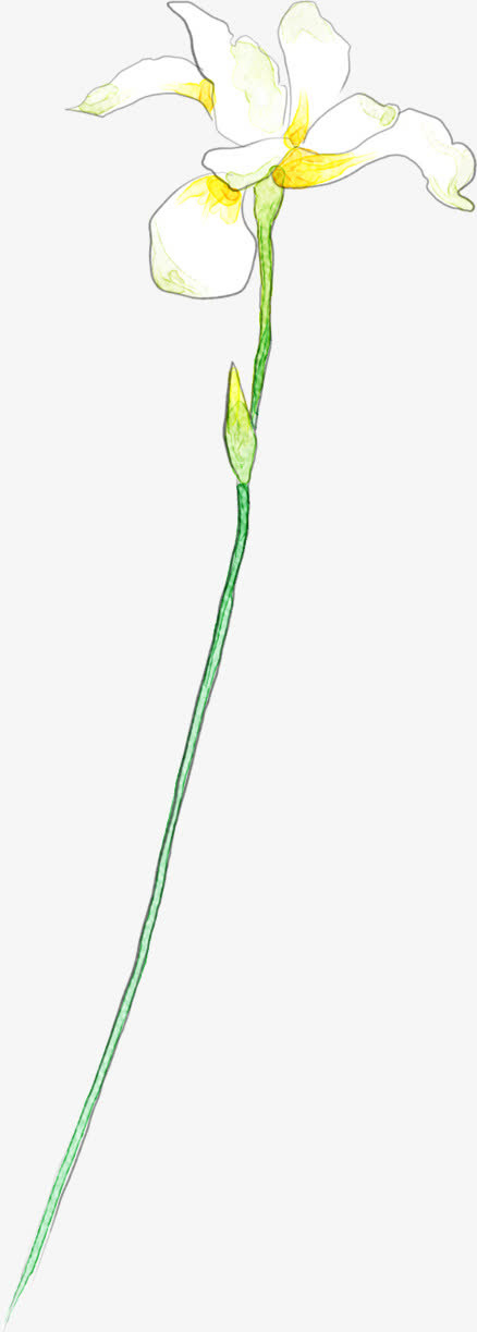 春天开放的白色兰花免抠