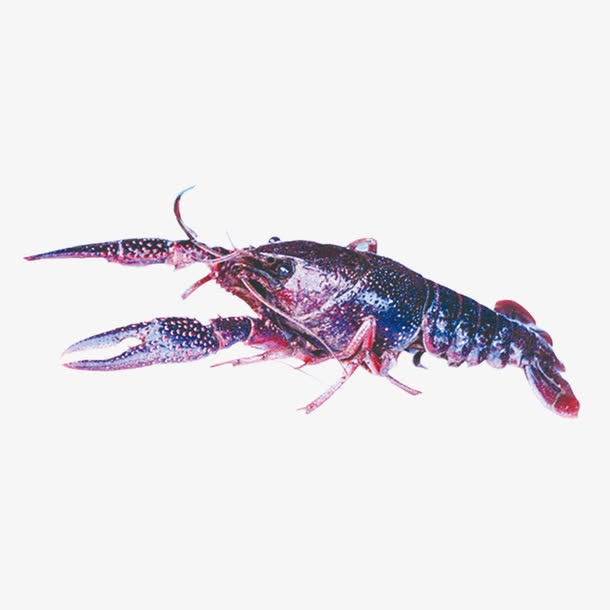 游虾小龙虾海鲜免抠