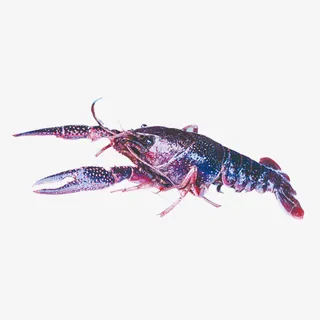 游虾小龙虾海鲜免抠