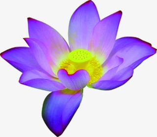 中国风红色莲花装饰免抠