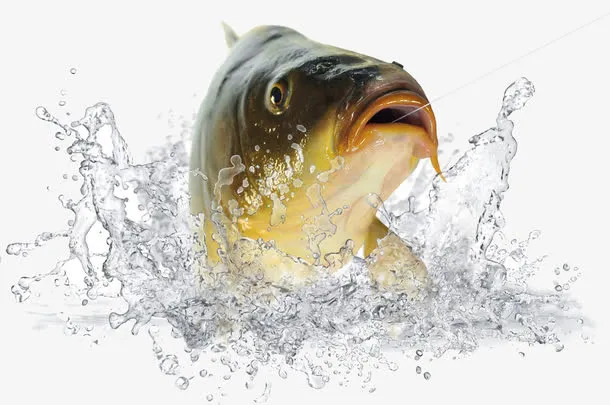 水里的鱼免抠