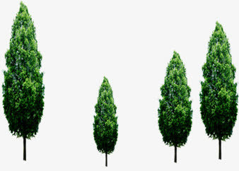 春季景观植物大树免抠