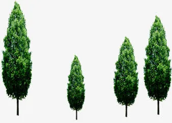 春季景观植物大树免抠