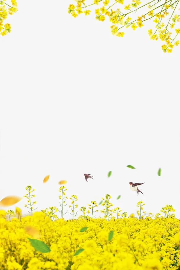 春季油菜花装饰边框免抠手绘/卡通卡通元素