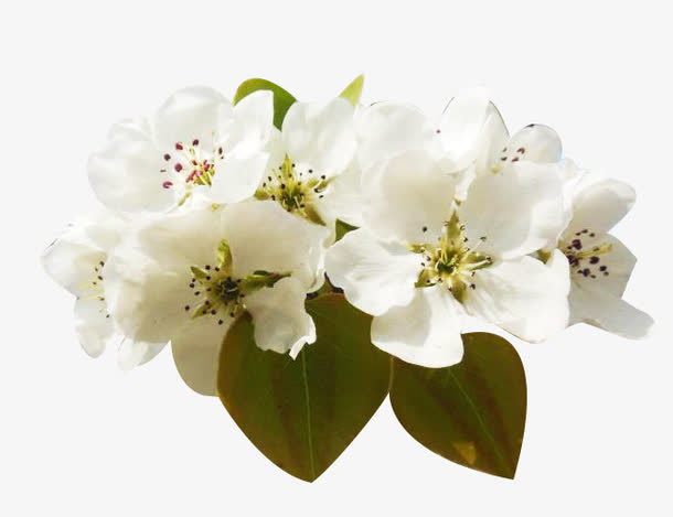 一簇梨花花瓣图片素材免抠