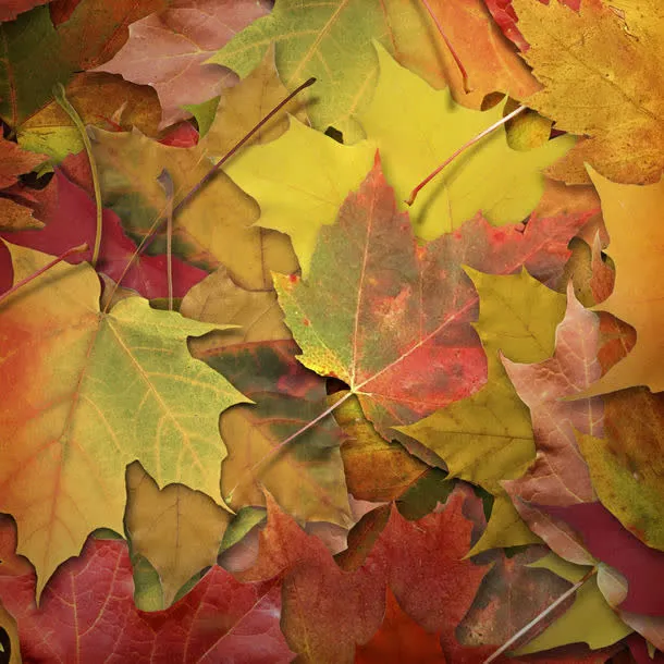 秋天枫叶摄影免抠