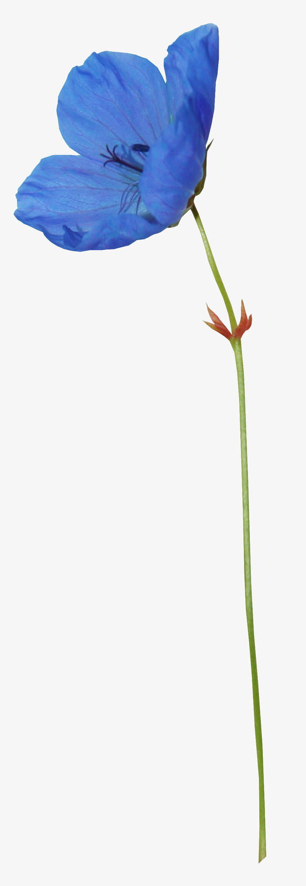 花卉免抠