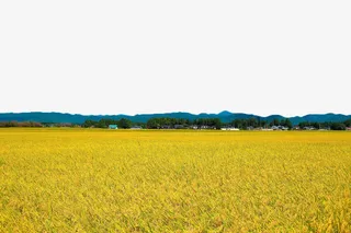 稻田免抠