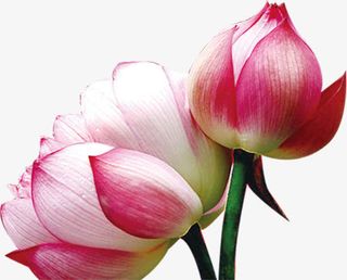 荷花盛开红色七夕情人节免抠