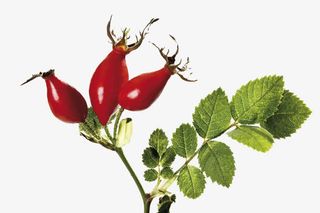 玫瑰果高清图片素材免抠