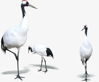 手绘丹顶鹤冬日美景免抠装饰动物元素