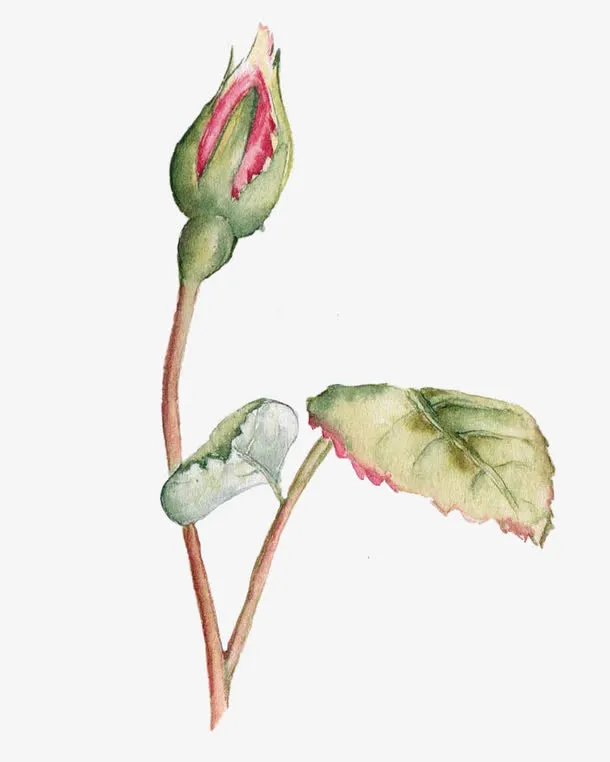 含苞待放的红色玫瑰花免抠