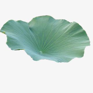 荷叶，绿色，大朵，单个免抠
