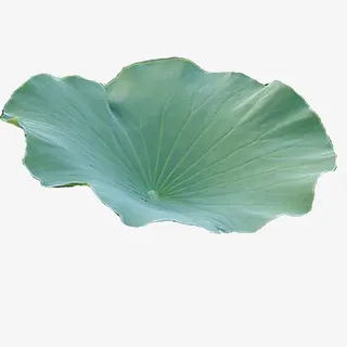 荷叶，绿色，大朵，单个免抠