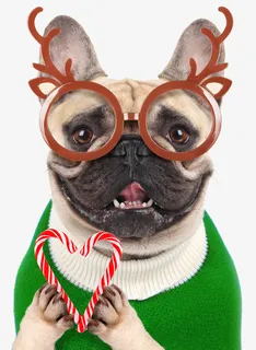 戴眼镜的沙皮狗素材免抠