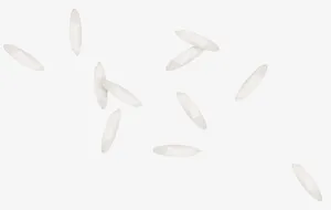 白色小花瓣免抠