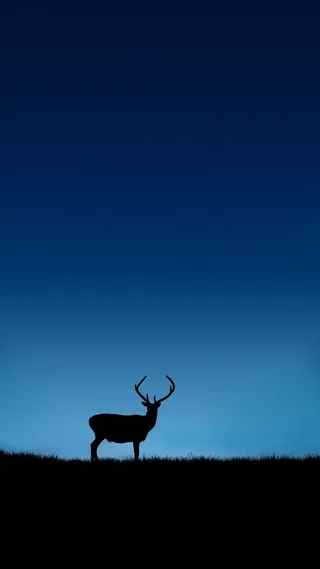 麋鹿高清手机H5背景高清