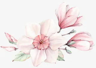 手绘粉色花朵玉兰花免抠