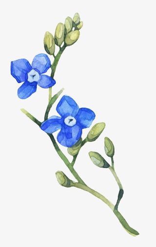 蓝色简约树枝花朵免抠