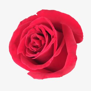 鲜花图案抽象鲜花素材免抠