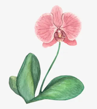 绿色花叶红色花瓣免抠