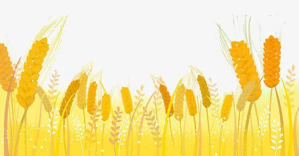 金色的麦田免抠