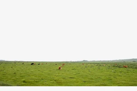 宽广的草原免抠