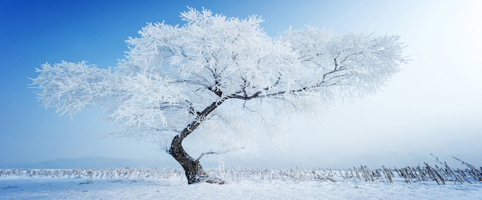 冬季雪花大树背景高清