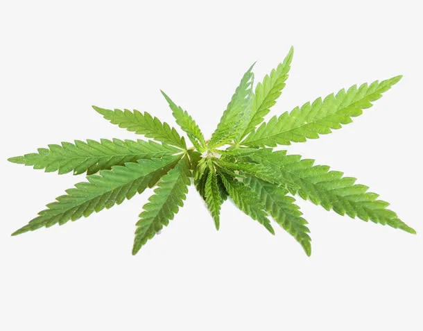 大麻嫩枝免抠
