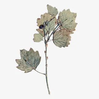 叶子艺术纹理图案免抠