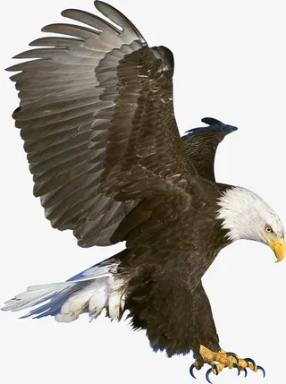 鹰击长空展翅飞翔免抠