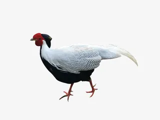 卡通手绘白色白鹇免抠