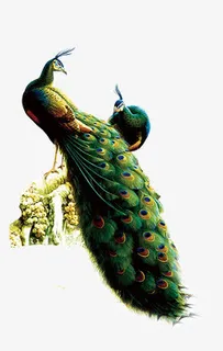 孔雀免抠