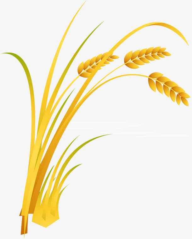 稻穗免抠