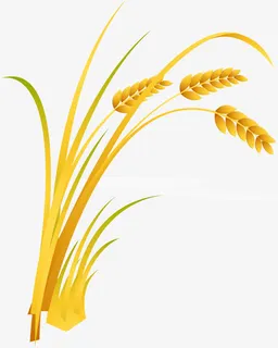 稻穗免抠 稻穗免抠