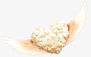 带翅膀的白色玫瑰花瓣的心形免抠