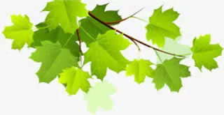 向右伸展的树枝和绿叶免抠