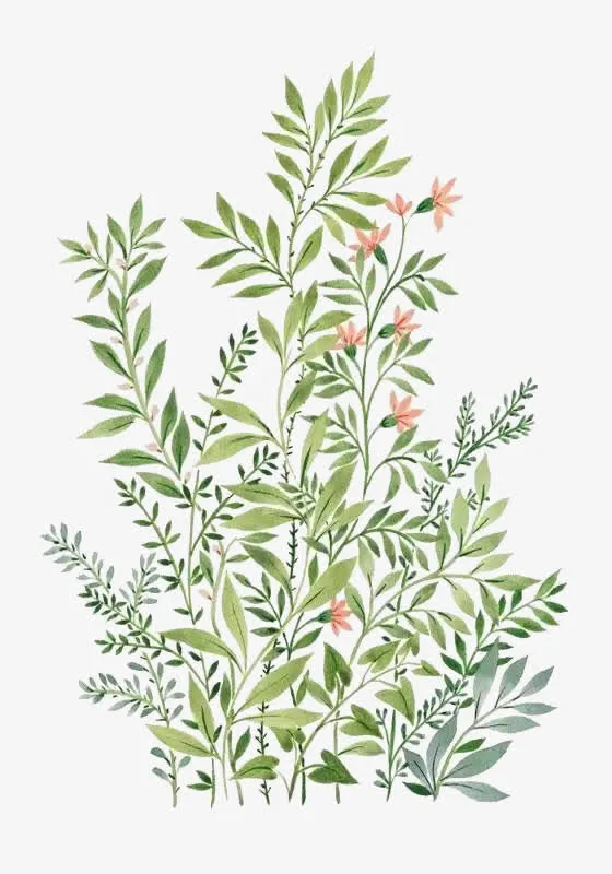 手绘绿叶花卉植物免抠动植物植物元素