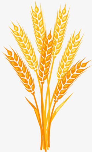 金色麦穗png免抠