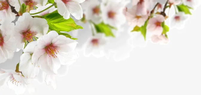 春天春意花朵免抠 春天春意花朵免抠