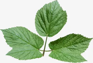 创意花草图片绿植花草免抠