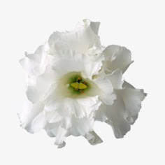 花朵免抠